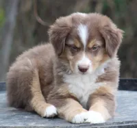 RTM2, a male Australian Shepherd for sale in Cookeville, TN – Photo 1 of 5