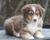 RTM2, a male Australian Shepherd for sale in Cookeville, TN – Photo 4 of 5