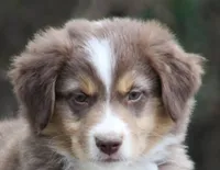 RTM2, a male Australian Shepherd for sale in Cookeville, TN – Photo 5 of 5