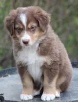 RTM2, a male Australian Shepherd for sale in Cookeville, TN – Photo 3 of 5