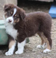 RTM1, a male Australian Shepherd for sale in Cookeville, TN – Photo 4 of 4