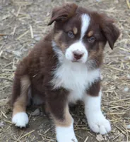 RTM1, a male Australian Shepherd for sale in Cookeville, TN – Photo 2 of 4