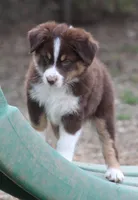 RTM1, a male Australian Shepherd for sale in Cookeville, TN – Photo 1 of 4