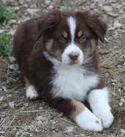 RTM1, a male Australian Shepherd for sale in Cookeville, TN – Photo 3 of 4