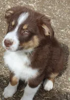 RTM1, a male Australian Shepherd for sale in Cookeville, TN – Photo 5 of 5