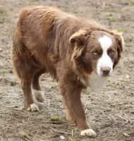 ASCA/AKC red bi, a male Australian Shepherd for sale in Cookeville, TN – Photo 1 of 4