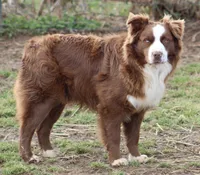 ASCA/AKC red bi, a male Australian Shepherd for sale in Cookeville, TN – Photo 2 of 4