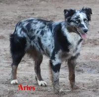 ASCA/AKC red bi, a male Australian Shepherd for sale in Cookeville, TN – Photo 4 of 4