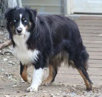 Buddy-ASCA/AKC, a male Australian Shepherd for sale in Cookeville, TN – Photo 4 of 6