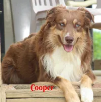 Buddy-ASCA/AKC, a male Australian Shepherd for sale in Cookeville, TN – Photo 5 of 6