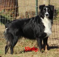 Buddy-ASCA/AKC, a male Australian Shepherd for sale in Cookeville, TN – Photo 6 of 6