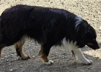 Buddy-ASCA/AKC, a male Australian Shepherd for sale in Cookeville, TN – Photo 2 of 6