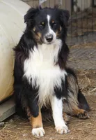 Buddy-ASCA/AKC, a male Australian Shepherd for sale in Cookeville, TN – Photo 3 of 6