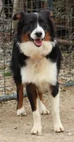 Blackie, a male Australian Shepherd for sale in Cookeville, TN – Photo 3 of 5