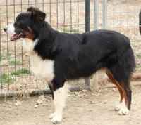 Blackie, a male Australian Shepherd for sale in Cookeville, TN – Photo 2 of 5