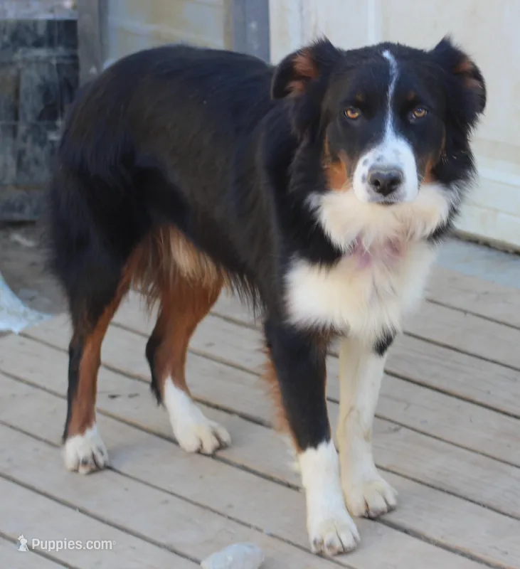 Blackie – Australian Shepherd puppy for sale in Cookeville, TN