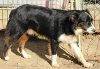 Blackie, a male Australian Shepherd for sale in Cookeville, TN – Photo 5 of 5