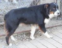 Blackie, a male Australian Shepherd for sale in Cookeville, TN – Photo 4 of 5
