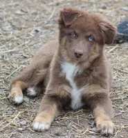 RTF-Diva, a  Australian Shepherd for sale in Cookeville, TN – Photo 3 of 4