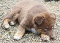 RTF-Diva, a  Australian Shepherd for sale in Cookeville, TN – Photo 4 of 4