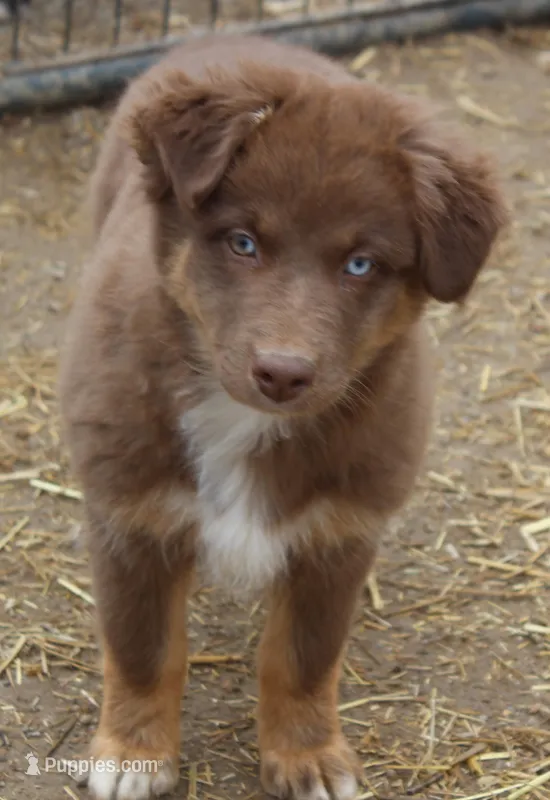 RTF-Diva – Australian Shepherd puppy for sale in Cookeville, TN