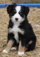 BTF, a female Australian Shepherd for sale in Cookeville, TN – Photo 2 of 3