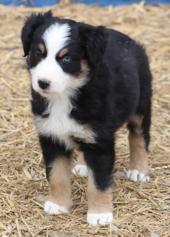 BTF, a female Australian Shepherd for sale in Cookeville, TN – Photo 1 of 3