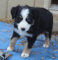 BTF, a female Australian Shepherd for sale in Cookeville, TN – Photo 3 of 3