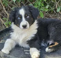 BTM1, a male Australian Shepherd for sale in Cookeville, TN – Photo 1 of 4
