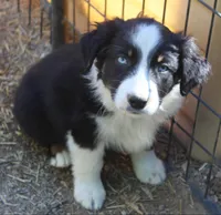 BTM1, a male Australian Shepherd for sale in Cookeville, TN – Photo 2 of 4