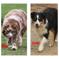 BTM1, a male Australian Shepherd for sale in Cookeville, TN – Photo 4 of 4