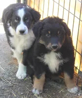 BTM1, a male Australian Shepherd for sale in Cookeville, TN – Photo 3 of 4