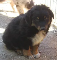 BTM2, a male Australian Shepherd for sale in Cookeville, TN – Photo 2 of 4