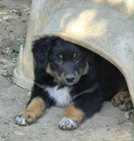 BTM2, a male Australian Shepherd for sale in Cookeville, TN – Photo 1 of 4