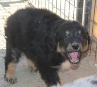 BTM2, a male Australian Shepherd for sale in Cookeville, TN – Photo 3 of 4