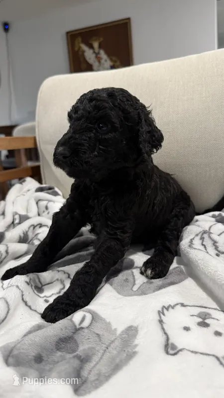 Goldendoodle – Goldendoodle puppy for sale in Houston, TX
