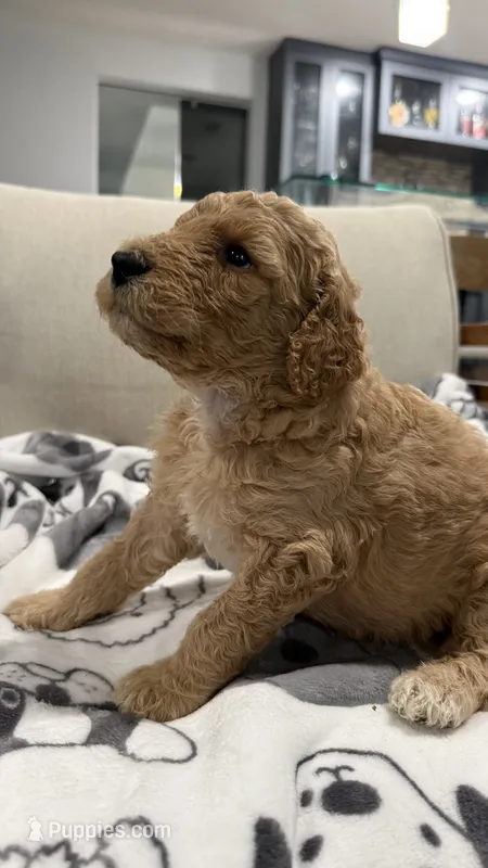 Goldendoodle – Goldendoodle puppy for sale in Houston, TX