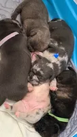 Fat Man🥰💙, a male French Bulldog and American Bully for sale in Somerset, NJ – 6 of 6