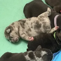 Mr. Light Skin😍🩵, a male French Bulldog and American Bully for sale in Somerset, NJ – 5 of 5