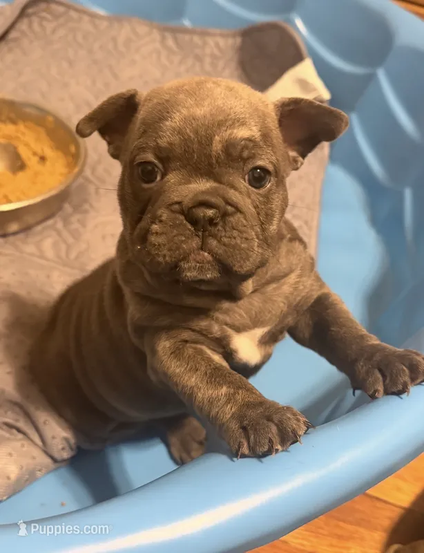 Tiny💓 – English Bulldog, French Bulldog puppy for sale in Somerset, NJ