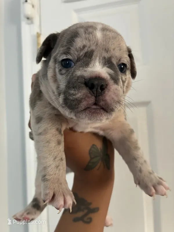 Mr. Light Skin😍🩵 – French Bulldog, American Bully puppy for sale in Somerset, NJ