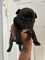 Gangsta🖤👑, a male English Bulldog and French Bulldog for sale in Somerset, NJ – 1 of 1