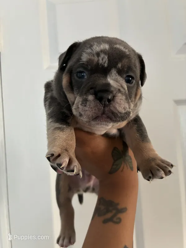 Fat Man🥰💙 – French Bulldog, American Bully puppy for sale in Somerset, NJ