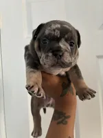 Fat Man🥰💙, a male English Bulldog and French Bulldog for sale in Somerset, NJ – 1 of 1