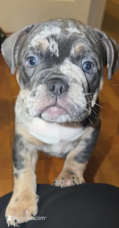 Fat Man🥰💙 – English Bulldog, French Bulldog puppy for sale in Somerset, NJ