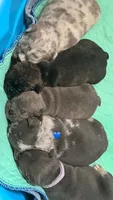 Fat Man🥰💙, a male French Bulldog and American Bully for sale in Somerset, NJ – 5 of 6