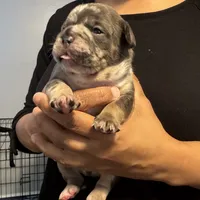 Fat Man🥰💙, a male French Bulldog and American Bully for sale in Somerset, NJ – 3 of 6