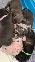 Mr. Light Skin😍🩵, a male French Bulldog and American Bully for sale in Somerset, NJ – 4 of 5