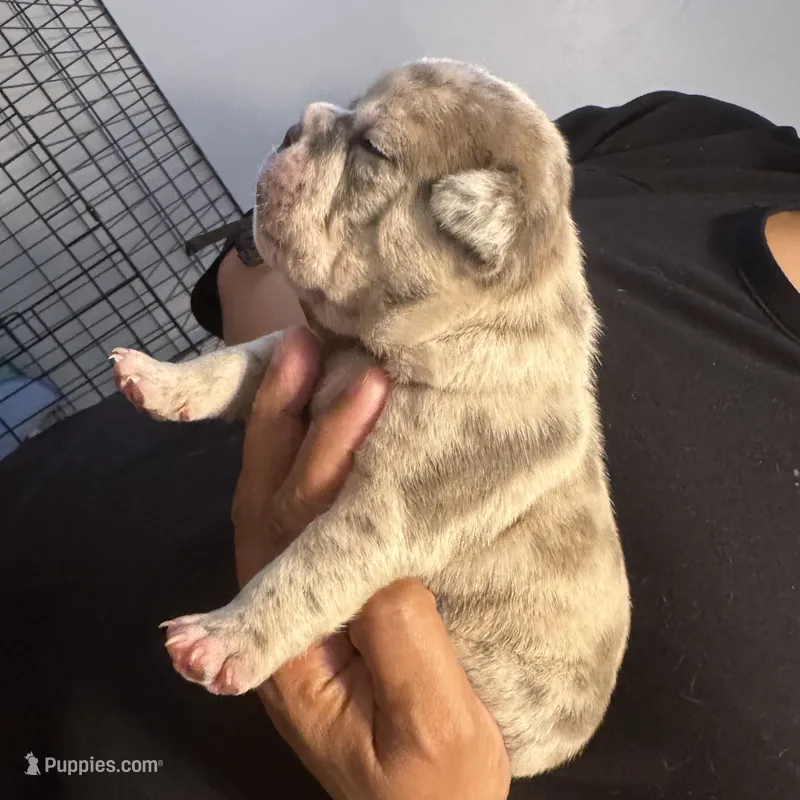 Mr. Light Skin😍🩵 – French Bulldog, American Bully puppy for sale in Somerset, NJ