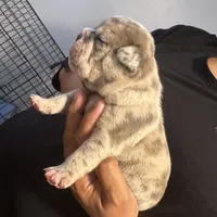Mr. Light Skin😍🩵, a male French Bulldog and American Bully for sale in Somerset, NJ – 1 of 5